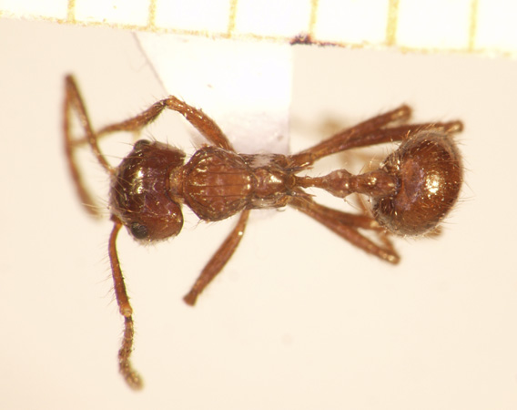 Myrmicaria carinata Smith,1857 dorsal