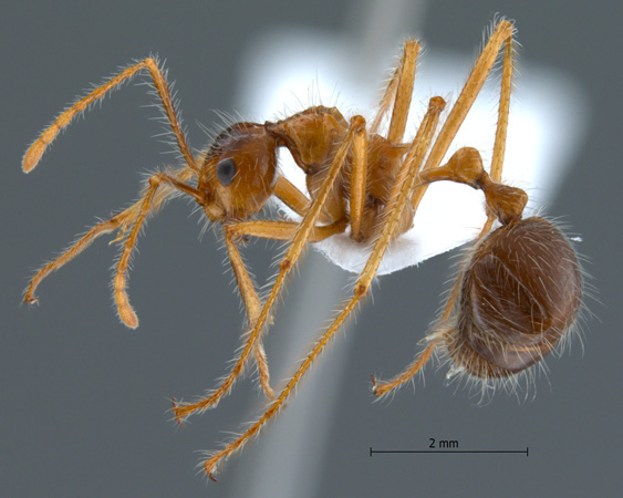 Myrmicaria melanogaster Emery, 1900 lateral