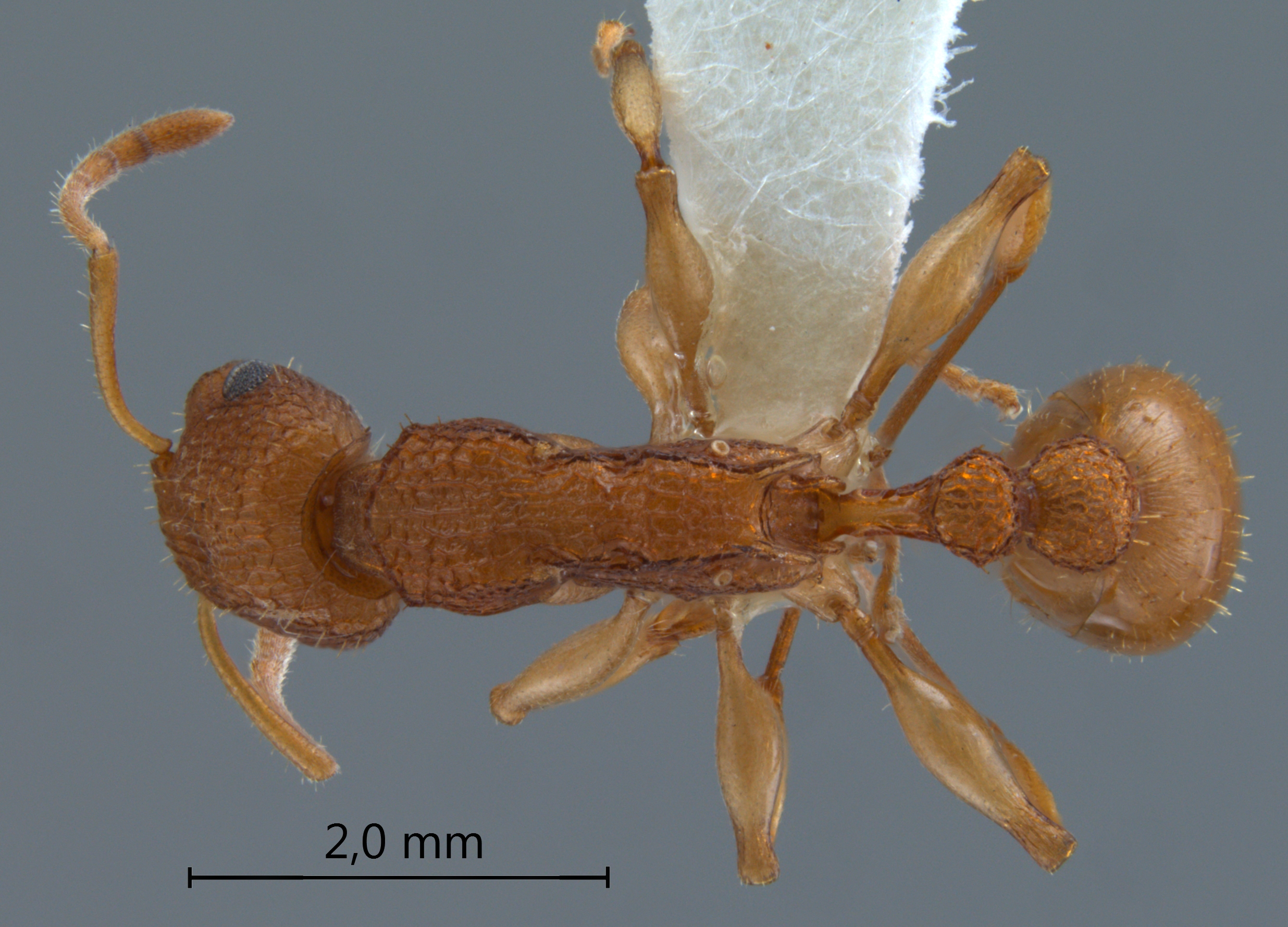 Paratopula demeta Bolton, 1988 dorsal