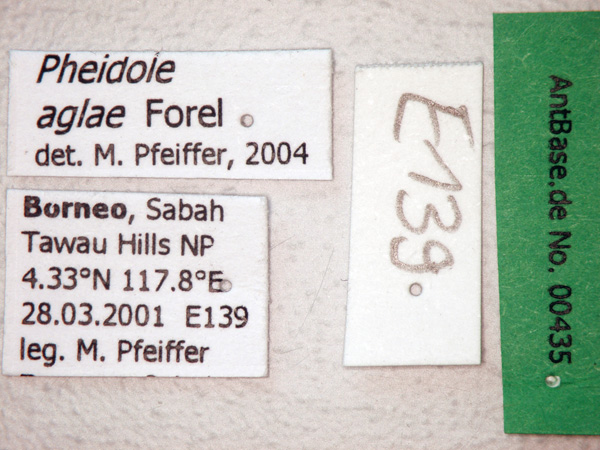 Pheidole aglae Forel, 1913 Label