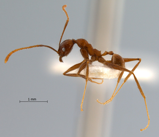 Pheidole aglae Forel, 1913 lateral