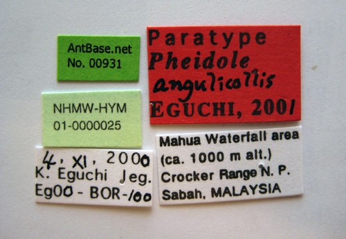 Pheidole angulicollis Eguchi, 2001 Label