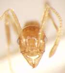 Pheidole annexus Eguchi,2001 frontal