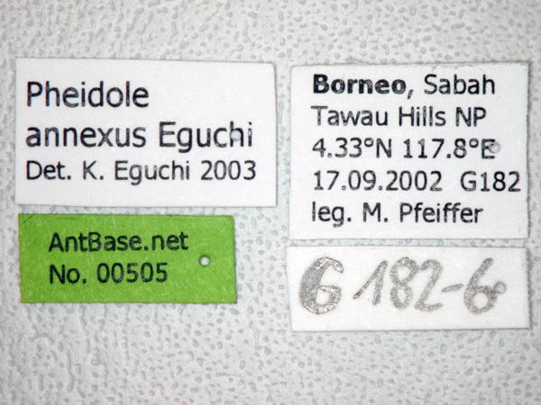 Pheidole annexus Eguchi,2001 Label