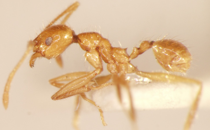 Pheidole annexus Eguchi,2001 lateral