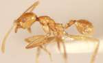 Pheidole annexus Eguchi,2001 lateral