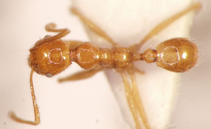 Pheidole annexus Eguchi,2001 dorsal