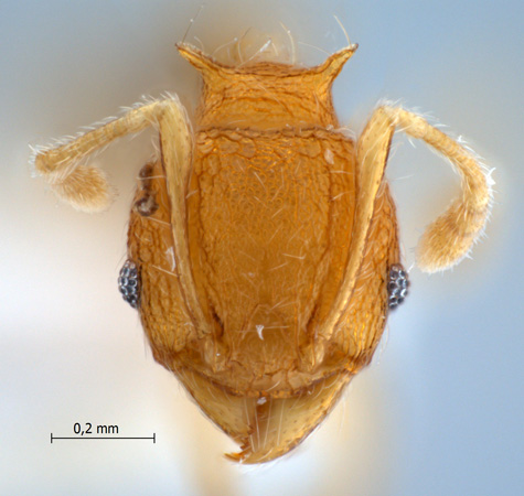 Pheidole aristotelis Forel,1911 frontal