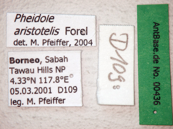 Pheidole aristotelis Forel,1911 Label