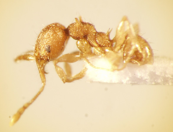 Pheidole aristotelis Forel,1911 lateral