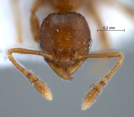 Pheidole butteli Forel, 1913 frontal