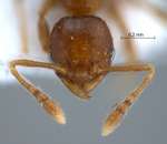 Pheidole butteli Forel, 1913 frontal