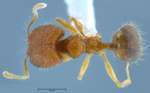 Pheidole butteli Forel, 1913 dorsal