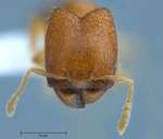 Pheidole butteli Forel, 1913 frontal