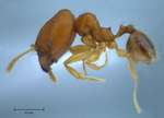 Pheidole butteli Forel, 1913 lateral