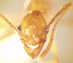 Pheidole cariniceps Eguchi,2001 frontal