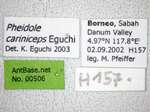 Pheidole cariniceps Eguchi,2001 Label