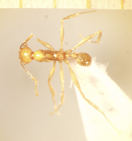 Pheidole cariniceps Eguchi,2001 dorsal