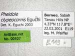 Pheidole clypeocornis Eguchi, 2001 Label