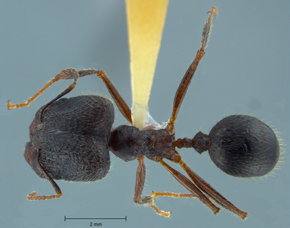 Pheidole comata Smith, 1858 dorsal