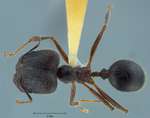 Pheidole comata Smith, 1858 dorsal