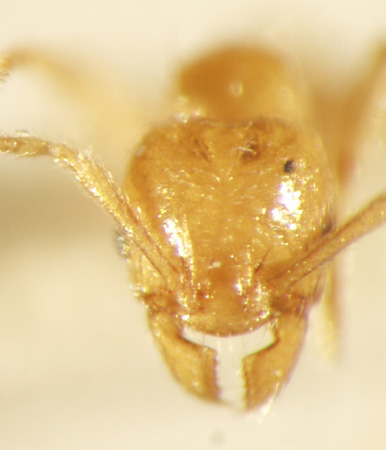 Pheidole deltea Eguchi,2001 frontal