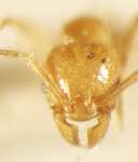 Pheidole deltea Eguchi,2001 frontal