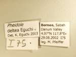 Pheidole deltea Eguchi,2001 Label