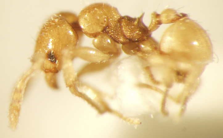 Pheidole deltea Eguchi,2001 lateral