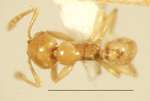 Pheidole deltea Eguchi,2001 dorsal