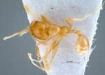 Pheidole elisae Emery, 1900 dorsal