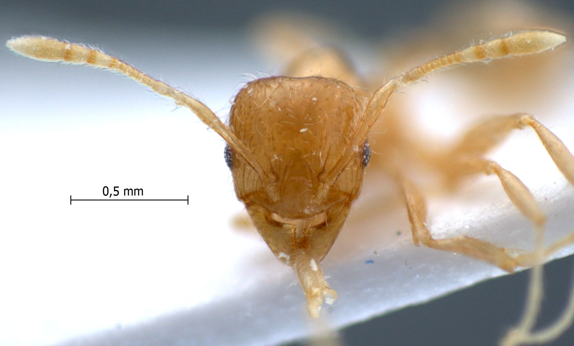 Pheidole elisae Emery, 1900 frontal