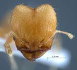 Pheidole elisae Emery, 1900 frontal