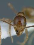 Pheidole fervens Smith, 1858 frontal