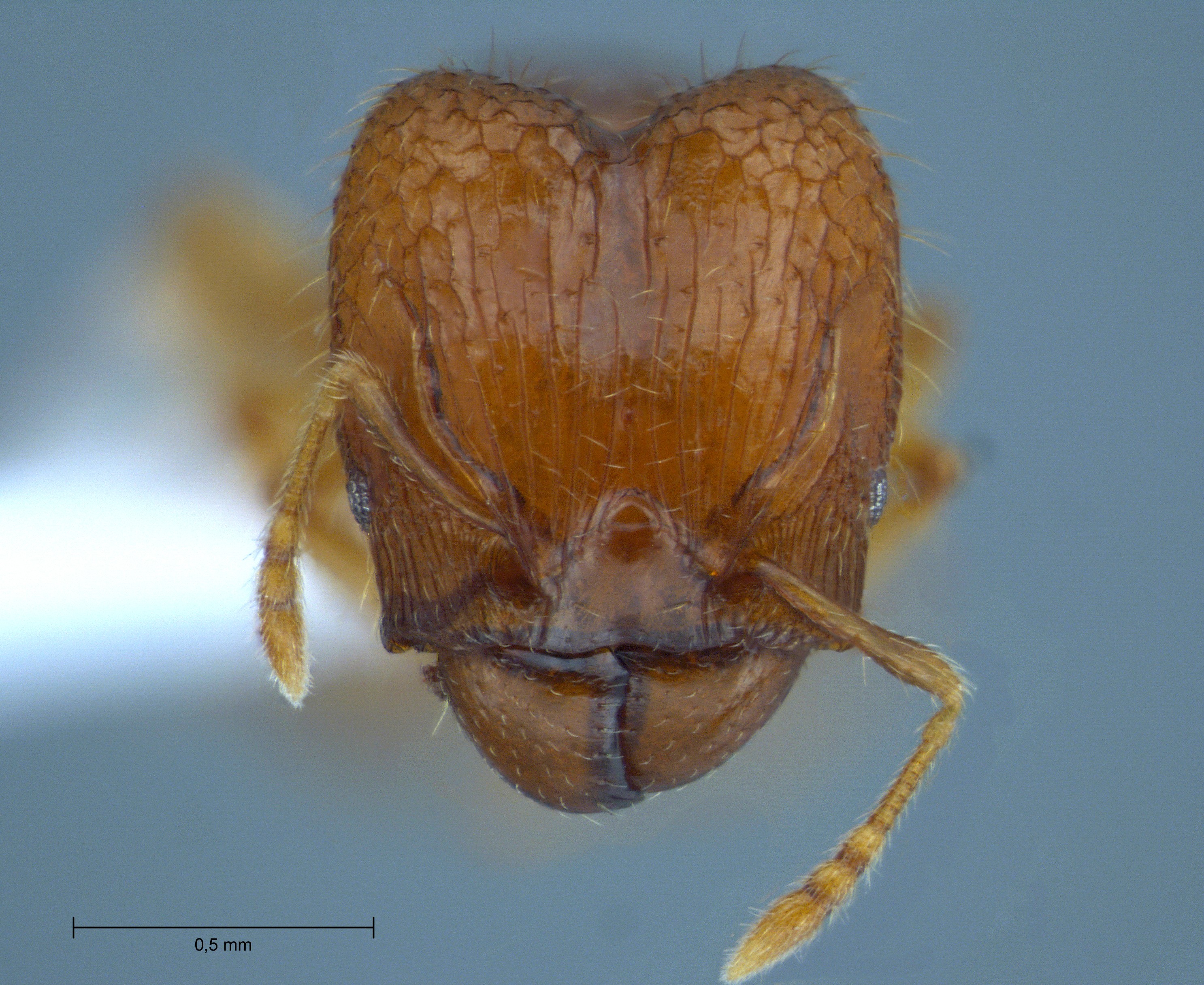 Pheidole hortensis Forel, 1913 frontal