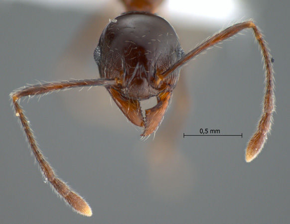 Pheidole huberi Forel, 1911 frontal