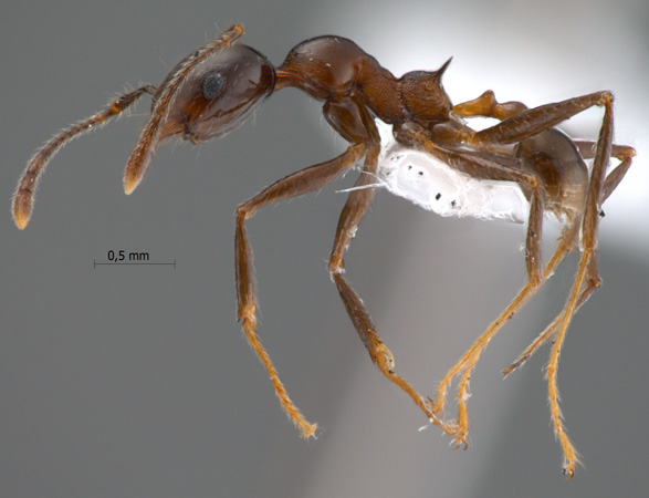 Pheidole huberi Forel, 1911 lateral