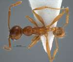 Pheidole inornata Eguchi, 2001 dorsal