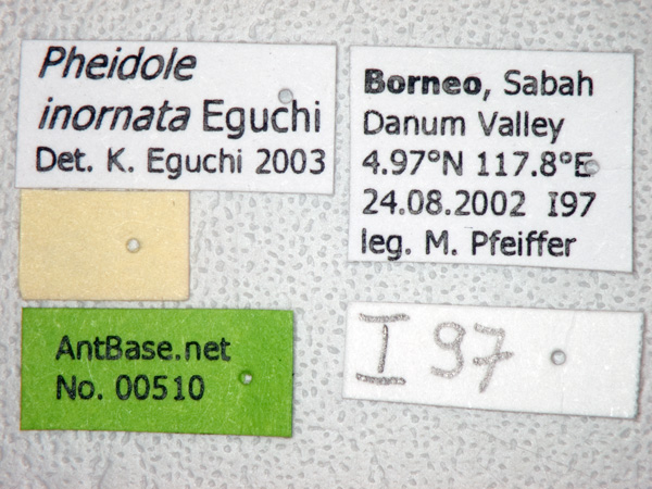 Pheidole inornata Eguchi, 2001 Label