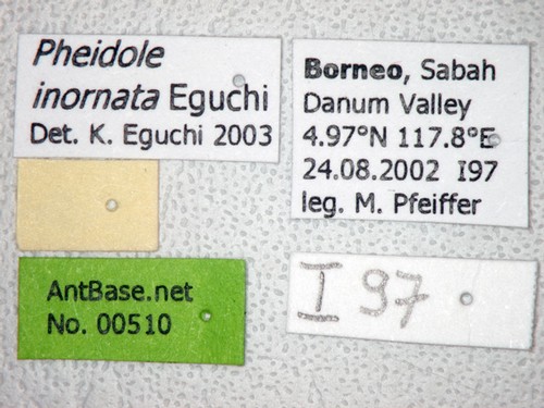 Pheidole inornata Eguchi, 2001 Label