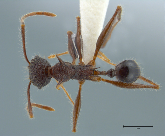 Pheidole lokitae Forel, 1913 dorsal