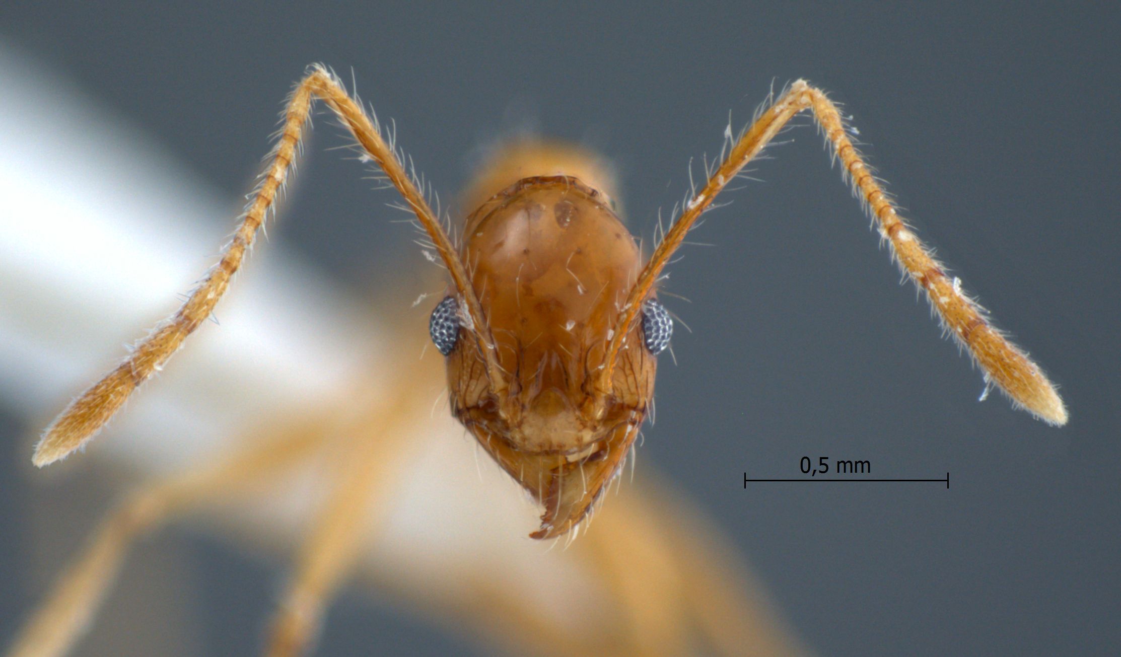 Pheidole lucioccipitalis Eguchi,2001 frontal