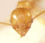 Pheidole lucioccipitalis Eguchi,2001 frontal