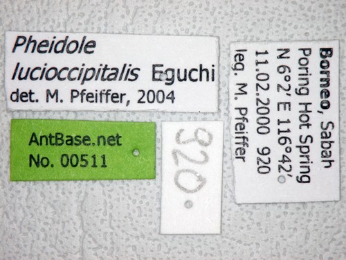Pheidole lucioccipitalis Eguchi,2001 Label