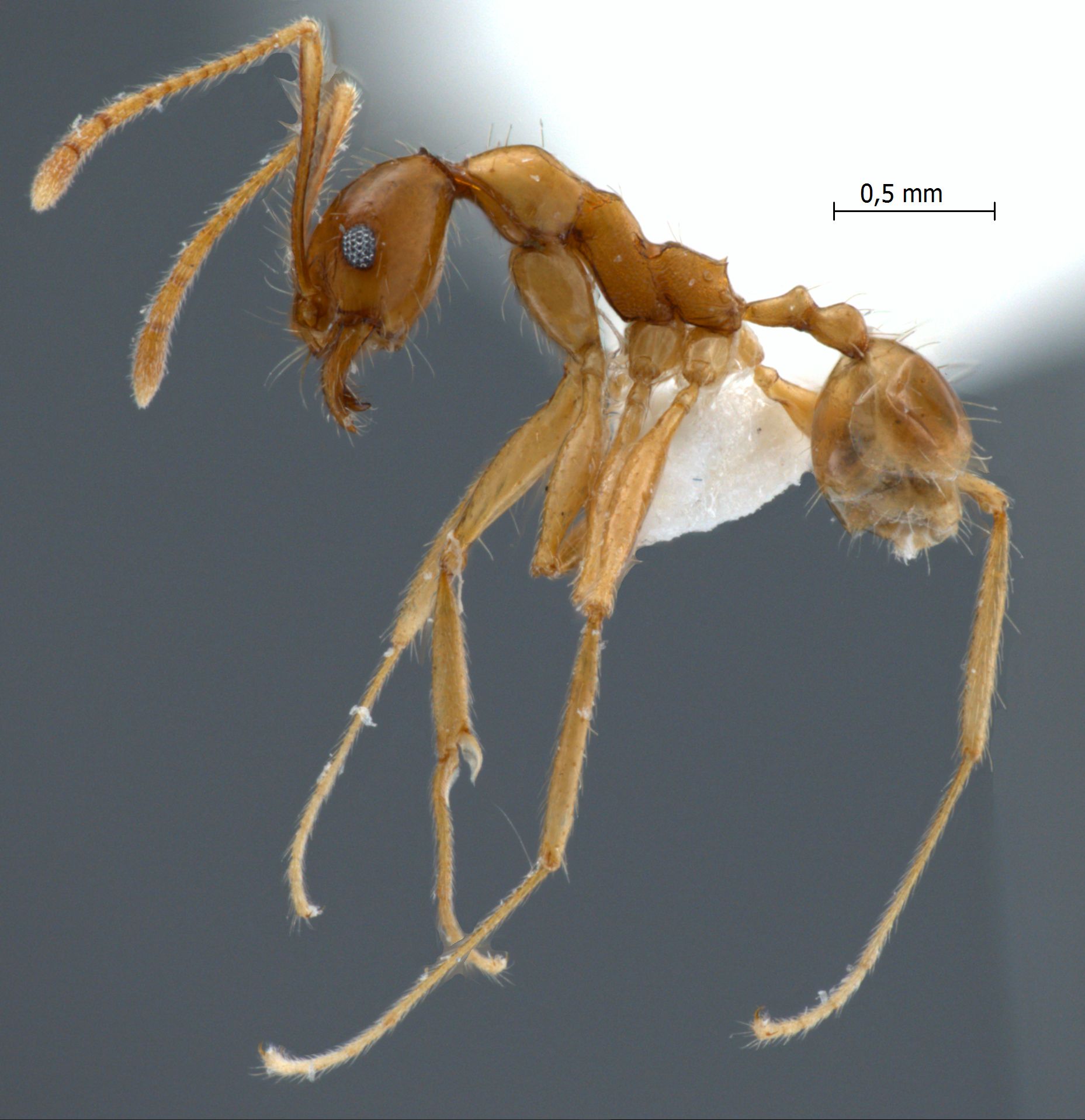 Pheidole lucioccipitalis Eguchi,2001 lateral