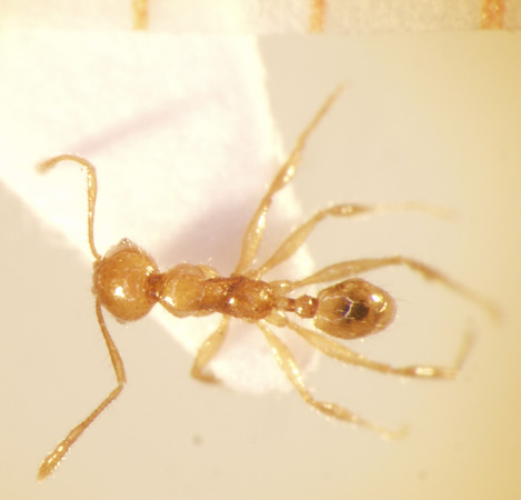 Pheidole lucioccipitalis Eguchi,2001 dorsal