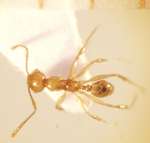 Pheidole lucioccipitalis Eguchi,2001 dorsal