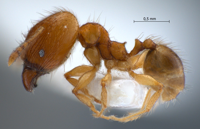 Pheidole lucioccipitalis Eguchi,2001 lateral