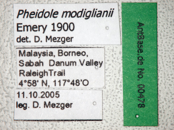 Pheidole modiglianii Emery, 1900 Label