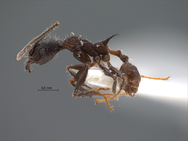 Pheidole modiglianii Emery, 1900 lateral